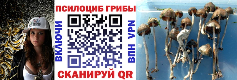 Псилоцибиновые грибы Psilocybine cubensis  как найти наркотики  Шадринск 